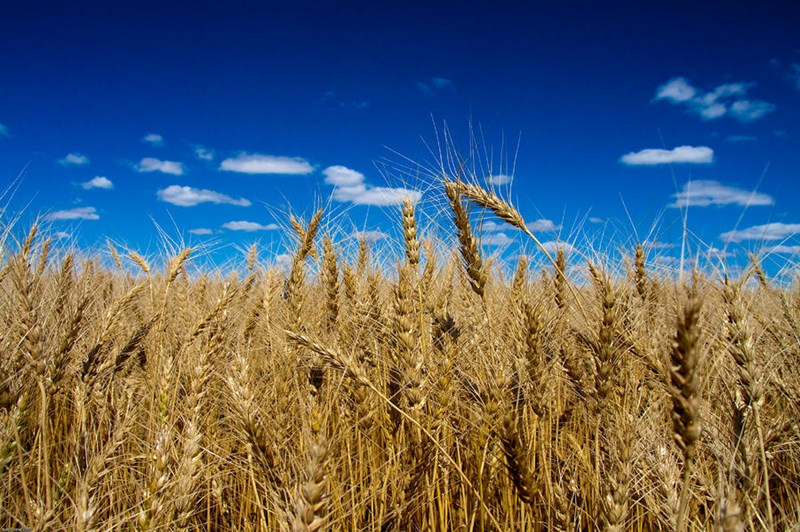 Photo_for_Gonnella_enviromentb_statement_wheat-field-